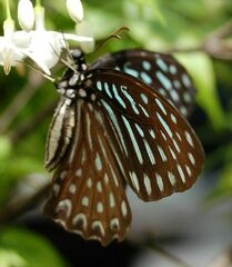 Graphium megarus