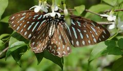 Graphium megarus