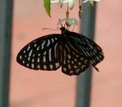 Graphium megarus