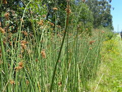 Schoenoplectus scirpoides