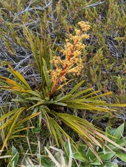 Aciphylla ferox