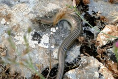 Chalcides striatus