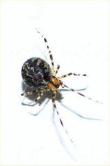 Arachnida