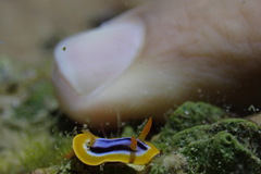 Chromodoris quadricolor