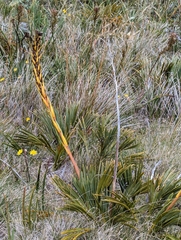 Aciphylla ferox