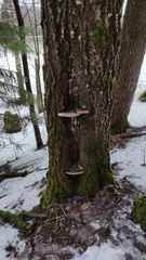 Phellinus populicola