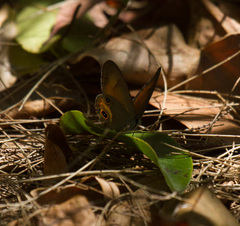 Hypocysta irius