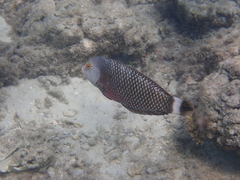 Novaculichthys taeniourus