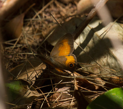 Hypocysta irius