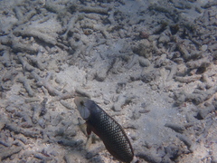 Novaculichthys taeniourus