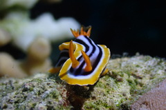 Chromodoris quadricolor
