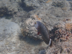 Novaculichthys taeniourus