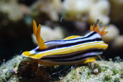 Chromodoris quadricolor