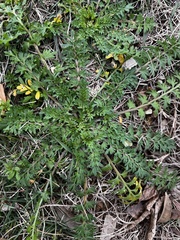 Lepidium didymum