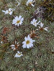 Celmisia sessiliflora