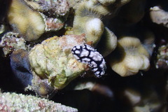 Phyllidiella pustulosa