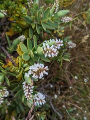 Veronica topiaria