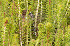 Synthemis eustalacta