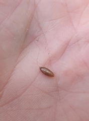 Meteorus pulchricornis