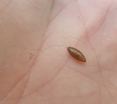 Meteorus pulchricornis