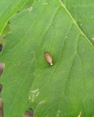 Meteorus pulchricornis