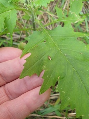 Meteorus pulchricornis