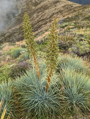 Aciphylla glaucescens