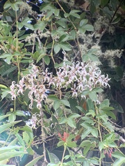 Cyrtochilum ramosissimum