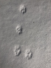 Leporidae