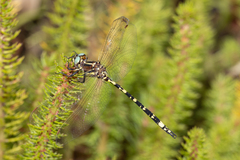 Synthemis eustalacta