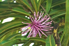 Virotia angustifolia