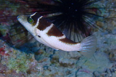 Canthigaster cyanospilota