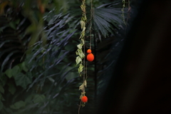 Momordica cochinchinensis