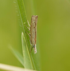 Culladia cuneiferellus