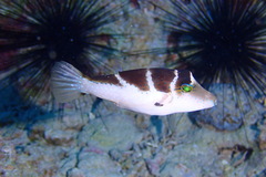 Canthigaster cyanospilota