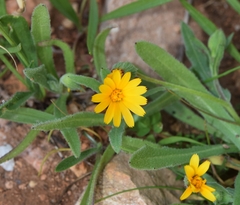 Calendula tripterocarpa