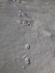 Leporidae