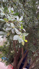 Ficus microcarpa