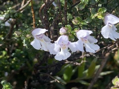 Prostanthera cuneata