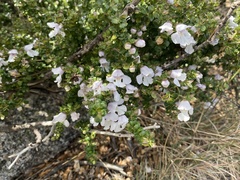 Prostanthera cuneata