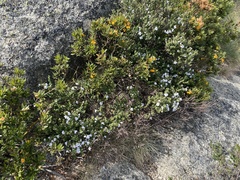 Prostanthera cuneata