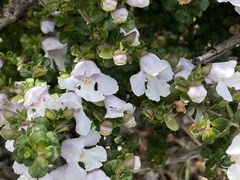 Prostanthera cuneata