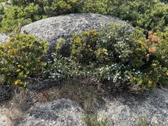 Prostanthera cuneata