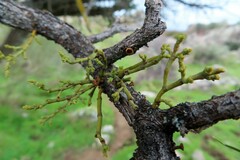 Arceuthobium oxycedri