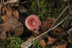 Lactarius spinosulus