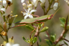 Orthodera