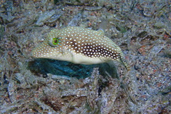 Canthigaster margaritata