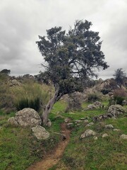 Juniperus oxycedrus badia