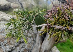 Arceuthobium oxycedri