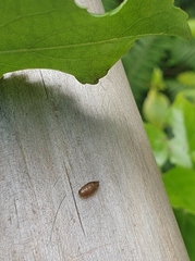 Meteorus pulchricornis
